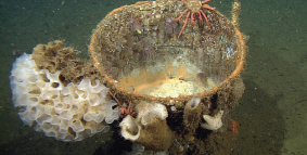 home-ocean-health Giant deep-sea sponge