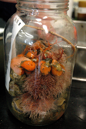 animals in jar