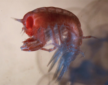 Rebeca described the species Hyperia shihi based on a sample collected during our 2003 expedition, so she was very excited to find a male and female of this species during this cruise. Late at night when Steve Haddock asked if she had looked at the specimen yet, she said it was her