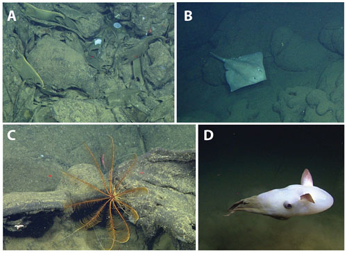 Montage of some animals seen on today’s dive. A: Dark, empty skate egg cases lie in great abundance on the seafloor and newly laid, yellow ones were seen nearby. This site has obviously been used as a skate nursery for a long time. B: An adult skate. C: A crinoid (feather star) clings to a lava flow (red laser dots are 29 centimeters apart for scale). D: A large finned octopod swims past the ROV.