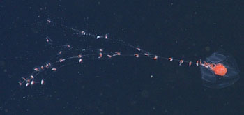 In addition to specializing in amphipod associations, Rebeca Gasca also studies calycophoran siphonophores.