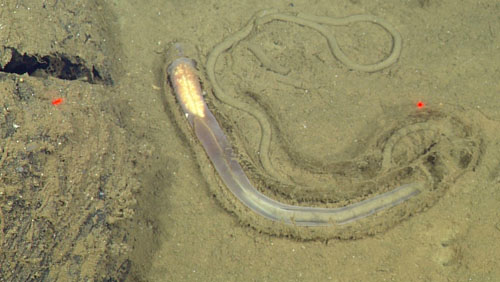 This worm is an enteropneust, or acorn worm. It digests the organic material off sediment (you can see the sediment inside its gut), and leaves a trail of leftover sediment behind. The light-colored mass at the other end contains reproductive material. The red laser dots are 29 centimeters apart for scale.