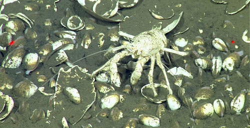 Clam bed with galatheid crab. The clams with pink siphon tubes visible are living. Their tissues are pink from the iron-based hemoglobin in their blood, as humans have; clams living in higher-oxygen environments have copper-based hemocyanin in their blood, which is pale blue. Red laser dots are 29 centimeters apart for scale.