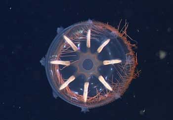Some of the beautiful gelatinous zooplankton we saw on today’s dive, from top, include the siphonophores Apolemia (2,500 meters) and Erenna (1,517 meters) and the medusae Crossota (3,000 meters) and Halicreas (2,000 meters).