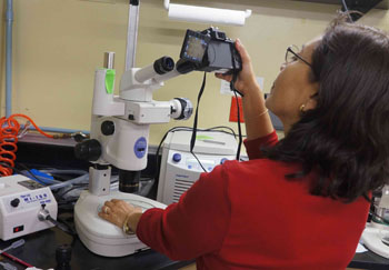 Rebeca photographed her tiny study animals through a microscope in the wet lab on the Western Flyer.