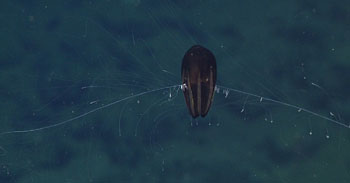 black cydippid D275-350