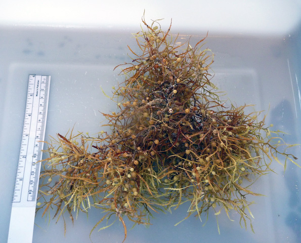 While most of our samples have been the dominant species S. natans, we've also found some of this species, S. filipendula.