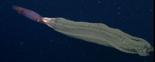 During the day’s dive, we were treated to some very interesting animals. Just as the ROV was on its way up to the surface, Chief Pilot Knute Brekke spotted a brooding gonatid squid and stopped so we could take a good look. This squid was swimming around with thousands of eggs in the sac extending behind it.