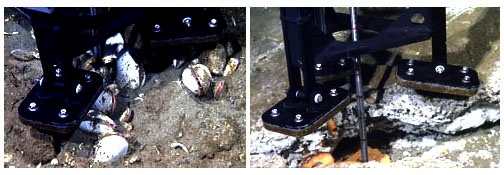 The laser Raman probe was inserted into fields of live clams, left, and a fissure lined with orange and white bacteria to determine which chemicals were present. Water passes before a focused laser beam in a tiny cavity; the light that bounces back indicates what chemical components are present.