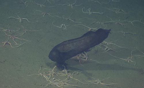 While a large number of fish like this ophidid were observed, brittlestars were very abundant where the oxygen level of the water was relatively high.