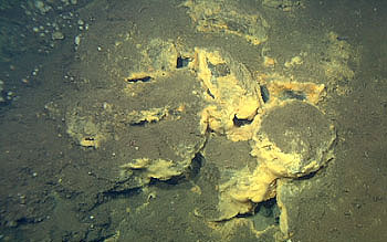 The ridge and rubble were bathed in sulfur-rich fluids, attracting bacteria that rely on chemosynthesis for energy. Unlike plants which rely on energy from the sun, chemosynthetic organisms convert chemicals, such as sulfur, to energy and do not need sunlight.