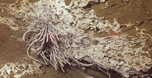 Tubeworms sampled from a carbonate fissure area. We also spotted a number of interesting gastropods and galatheid crabs along this overhang.