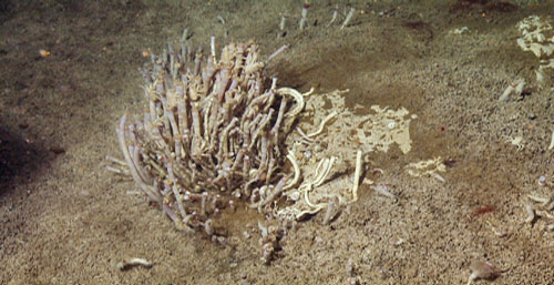Galatheid crabs crowd the tops of these tubeworms as we prepare to sample the worms. These tubeworm clumps provide habitat to a whole suite of encrusting and mobile organisms.