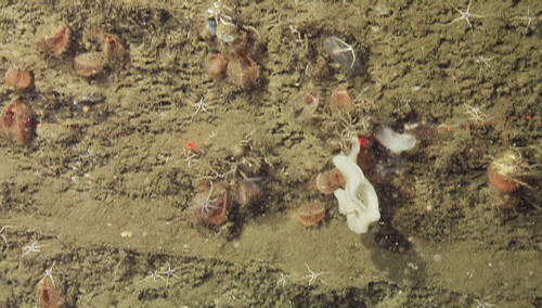 Along with sponges and brittle stars, numerous orange Acesta clams were clustered on this wall. They behave like scallops, hanging with their shells ajar, filtering the surrounding waters for small particles of food.