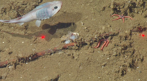 We found this small piece of wood, and collected animals living on and around it. Wood can be a source of food for microscopic animals living in food-limited environments such as the deep sea. It can also serve as a substrate for sedentary animals looking for a place to attach in a muddy environment. These small lollipop catsharks were commonly seen throughout our dive in this low-oxygen habitat.