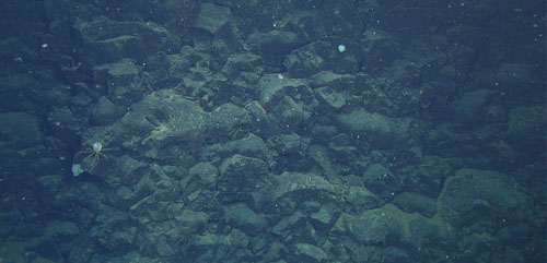Stacks of broken (truncated) lava pillows on a vertical cliff near the summit of a 100 meter high flat-topped cone at the end of the dive.