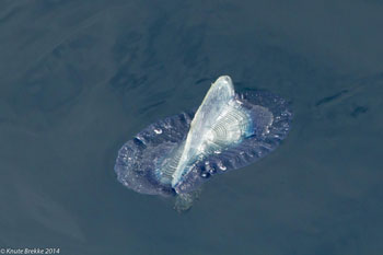 Velella velella