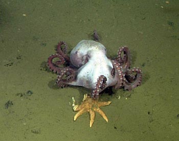 octopus