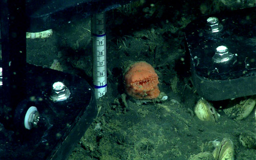 laser Raman spectrometer inserted into seafloor