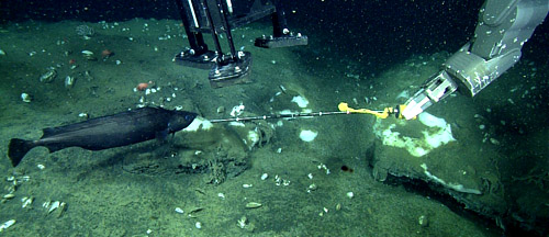 seafloor scene during Brewer drive