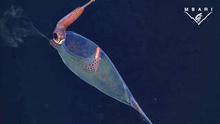 The squids featured in this video were filmed in Monterey Bay (except for the Piglet Squid, which was filmed in the Gulf of California) at depths ranging from 980 to 3,150 feet. Anthology of deep sea squids