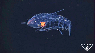 This video shows some adaptations animals have for camouflaging themselves in the deep sea. Many of the animals in the deep-sea use red pigments to hide themselves because red light is one of the first wavelengths of visible light to be absorbed by the ocean (at approximately 100 meters), rendering any animal using it invisible. The red coloration is visible in these images because high-intensity lights shining from the ROV illuminate the scene. Hide and seek in the deep
