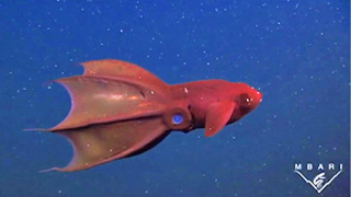 The Vampire squid: and ancient species faces new dangers in the deep