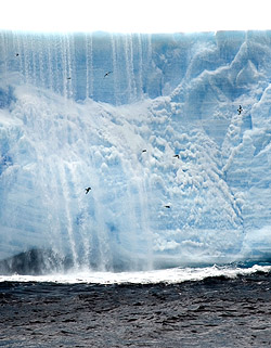 Ken Smith's team observed that several types of open-ocean birds, including these Cape Petrels, were more abundant around drifting icebergs than in the open waters of the Weddell Sea. The waterfall behind the birds is meltwater from the iceberg, which appears to act as a fertilizer to the waters surrounding the ice. Image: (c) 2005 Rob Sherlock