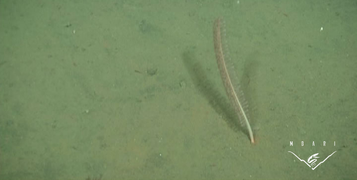 Slender Sea Pen <br> <em>Funiculina</em> sp.<br>
This sea pen is prolific at the MARS observatory site. Sea pens can produce brilliant bioluminescent displays when disturbed. Sea pens are colonies of polyps which can produce waves of light that flash up and down the length of the colony. Height to about 12 inches. Passively feeds on zooplankton and small particles (marine snow) raining down from above or those carried along the bottom by currents. Slender Sea Pen <br> <em>Funiculina</em> sp.<br>