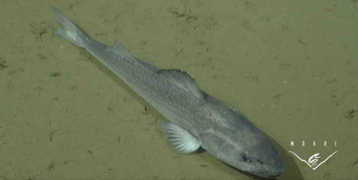 Sablefish <br> <em>Anoplopoma fimbria</em> Sablefish <br> <em>Anoplopoma fimbria</em>
