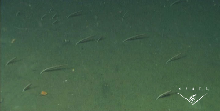 Slender Sea Pen <br> <em>Funiculina</em> sp.<br>
This sea pen is prolific at the MARS observatory site. Sea pens can produce brilliant bioluminescent displays when disturbed. Sea pens are colonies of polyps which can produce waves of light that flash up and down the length of the colony. Height to about 12 inches. Passively feeds on zooplankton and small particles (marine snow) raining down from above or those carried along the bottom by currents. Slender Sea Pen <br> <em>Funiculina</em> sp.<br>