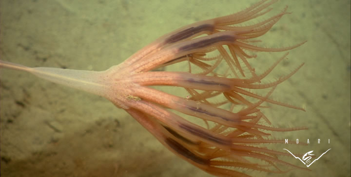 Droopy Sea Pen <br> <em>Umbellula lindahli</em><br>
When threatened, the droopy sea pen bioluminesces with brilliant blue-green spirals along the colony. The spirals start at the base and move up to the tips of the colony in a wave-like motion. The sea pen can also exude bioluminescent slime to defend itself. Height to about 10 inches. Passively feeds on zooplankton and small particles (marine snow) raining down from above or those carried along the bottom by currents. Droopy Sea Pen <br> <em>Umbellula lindahli</em>
