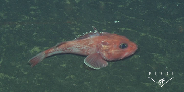 Thornyhead Rockfish<br> <em>Sebastolobus</em> sp. Thornyhead Rockfish<br> <em>Sebastolobus</em> sp.