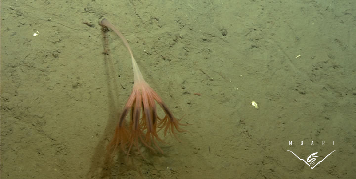 Droopy Sea Pen<br> <em>Umbellula lindahli</em><br>
When threatened, the droopy sea pen bioluminesces with brilliant blue-green spirals along the colony. The spirals start at the base and move up to the tips of the colony in a wave-like motion. The sea pen can also exude bioluminescent slime to defend itself. Height to about 10 inches. Passively feeds on zooplankton and small particles (marine snow) raining down from above or those carried along the bottom by currents. Droopy Sea Pen<br> <em>Umbellula lindahli</em><br>