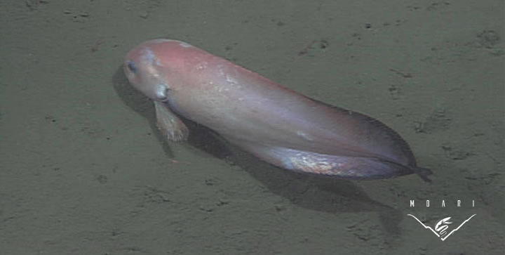 Blacktail Snailfish<br> <em>Careproctus melanurus</em> Blacktail Snailfish<br> <em>Careproctus melanurus</em>