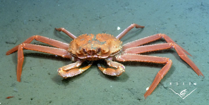 Tanner Crab<br> <em>Chionoecetes tanneri</em><br>
These crabs can be seen actively walking around at the MARS Observatory site. They are related to Alaskan snow crabs. They eat small clams and other crabs. Carapace width to 5.8 inches (14.8 centimeters). Occasionally you might see a snailfish attached to one of the crabs. The fish attach with a specialized sucker disc. Tanner Crab<br> <em>Chionoecetes tanneri</em>