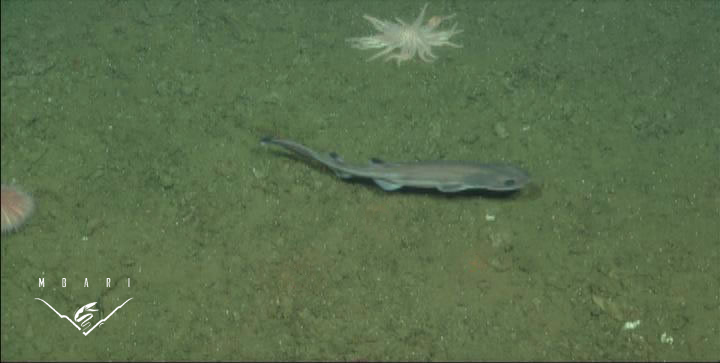 Filetail Catshark<br> <em>Parmaturus xaniurus</em> Filetail Catshark<br> <em>Parmaturus xaniurus</em>