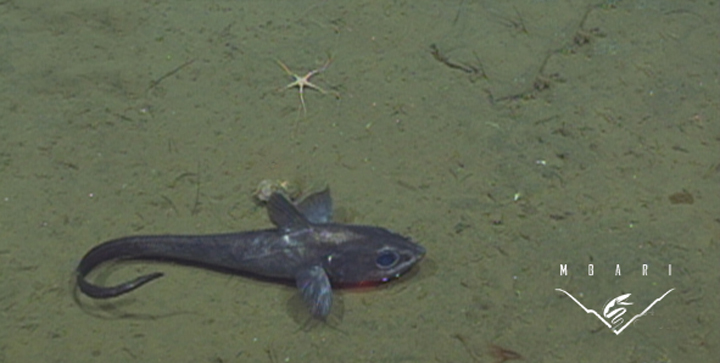 Rattail (Grenadier)<br> <em>Coryphaenoides acrolepis</em> Rattail (Grenadier)<br> <em>Coryphaenoides acrolepis</em>