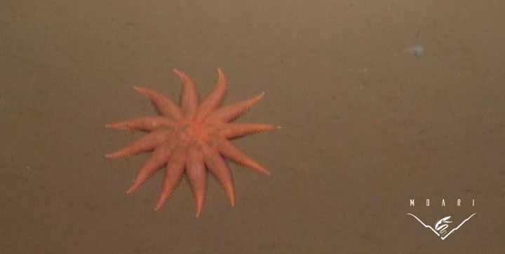 Sun Star <br> <em>Solaster borealis</em> Sun Star <br> <em>Solaster borealis</em>