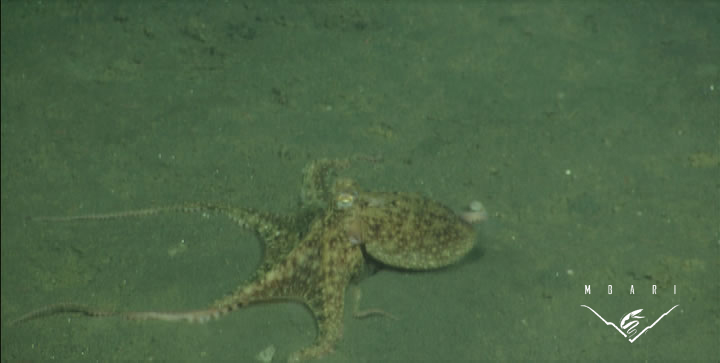 Octopus <br> <em>Octopus rubescens</em> Octopus <br> <em>Octopus rubescens</em>