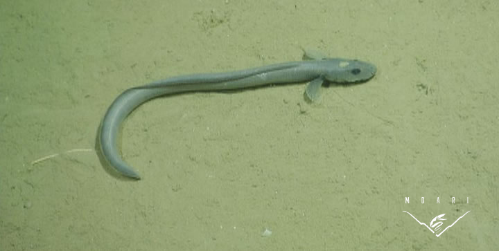 Snake Eelpout<br> <em>Lycenchelys</em> sp. Snake Eelpout<br> <em>Lycenchelys</em> sp.