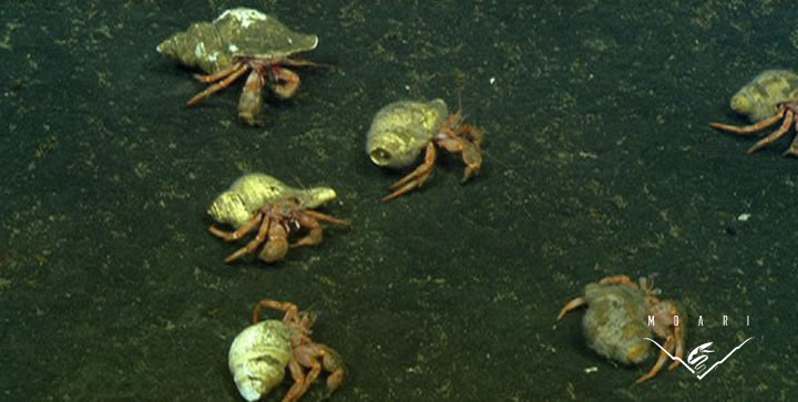 Hermit Crabs <br>Family Diogenidae Hermit Crabs <br>Family Diogenidae