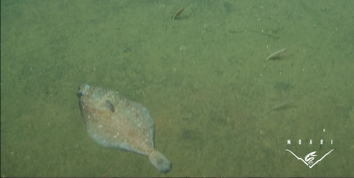 Dover Sole<br> <em>Microstomus pacificus</em> Dover Sole<br> <em>Microstomus pacificus</em>