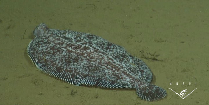 Deep-sea Sole <br> <em>Embassichthyes bathybius</em> Deep-sea Sole <br> <em>Embassichthyes bathybius</em>