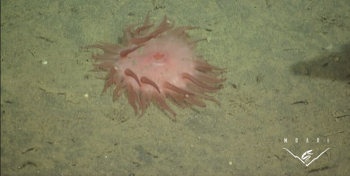 Pink Anemone <br>Order Actiniaria Pink Anemone <br>Order Actiniaria
