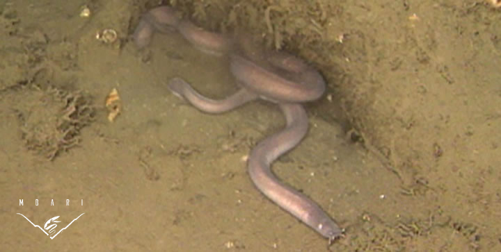 Hagfish<br> <em>Eptatretus stoutii</em> Hagfish<br> <em>Eptatretus stoutii</em>