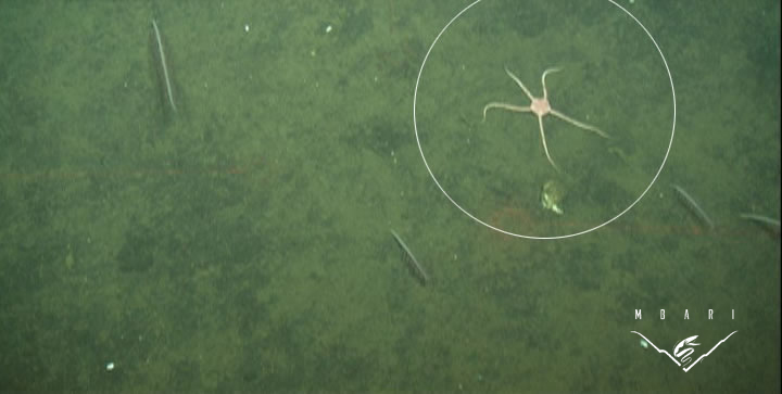 Brittlestar <br>Ophiuroidea Brittlestar <br>Ophiuroidea