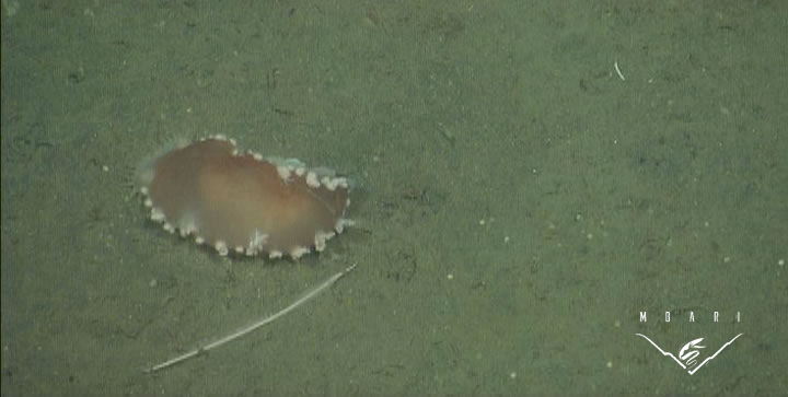 Sea Slug <br> <em>Tritonia diomedea</em> Sea Slug <br> <em>Tritonia diomedea</em>
