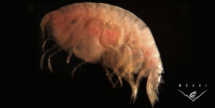 Amphipoda<br> Family Lyssianasidae<br>
Amphipods are a type of crustacean that can be very abundant in places where there is food on the sea floor. They live on or near the bottom most of the time; this particular type can swim around. They are very small - less than half the size of a pencil eraser! When we observe the seafloor, sometimes we see what looks like small white dots swimming around in the water. These "dots" are usually amphipods. Amphipoda<br> Family Lyssianasidae