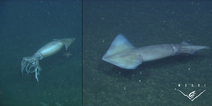 Humboldt Squid<br> <em>Doscidicus gigas</em> Humboldt Squid<br> <em>Doscidicus gigas</em>